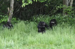 Chimpanzé