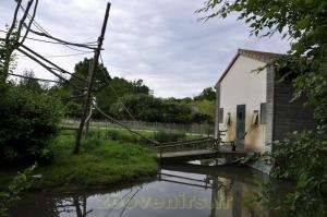 Capucin à épaules blanches