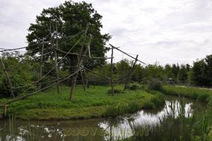 Capucin à épaules blanches