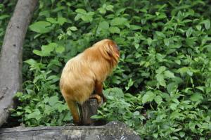 Tamarin lion dorée