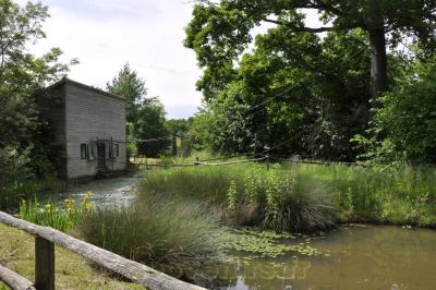 Gibbon à favoris blancs - 2016
