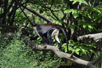 Diane  Roloway - 2016