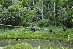 Mandrill