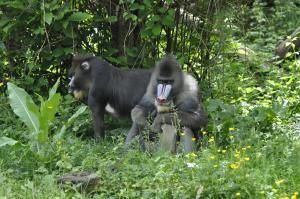 Mandrill