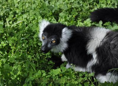 Vari à ceinture blanche - 2016