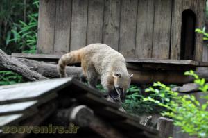 Coati roux