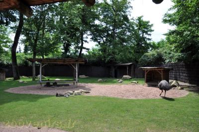 Wallaby de Bennett - Emeu - 2013