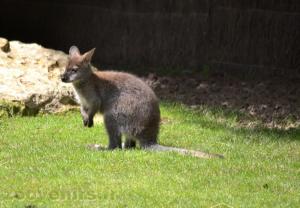 Wallaby de Bennett