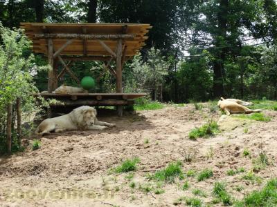 Lion blanc - 2013