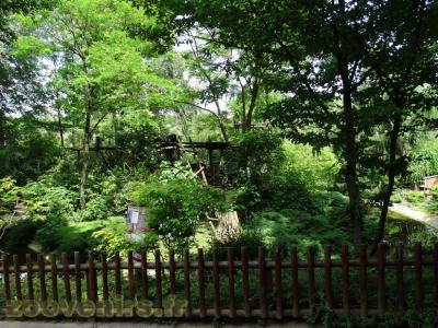 Atèle noir de Colombie - 2013