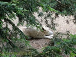 Loup de l'Arctique