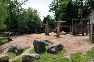 Bison d'Amérique