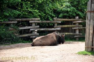 Bison d'Amérique