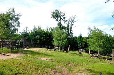 Bison d'Amérique - 2013