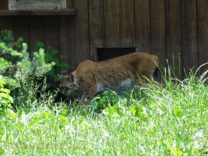 Lynx