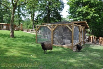 Mouton d'Ouessant - 2013