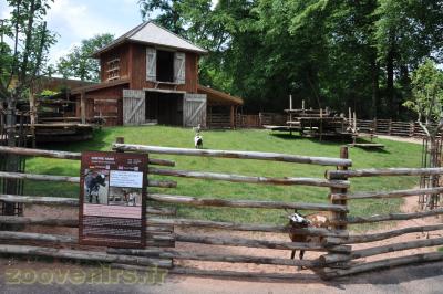 Chèvre naine - 2013