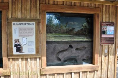 Hamster d'Alsace - 2013