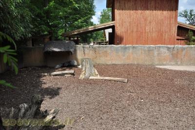 Porc-épic à crête - 2013