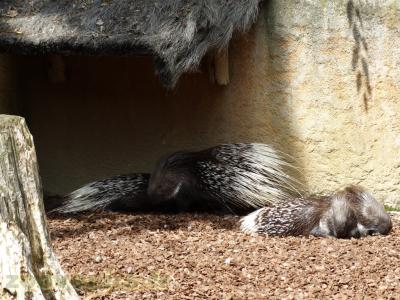 Porc-épic à crête - 2013