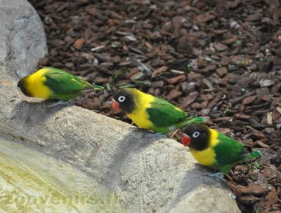 Inséparable masqué - 2013