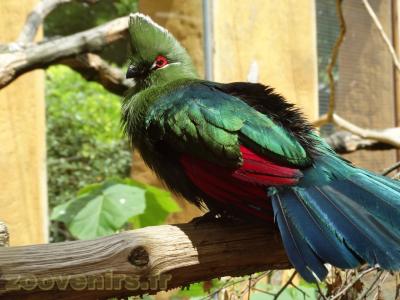 Touraco à bec noir - 2013