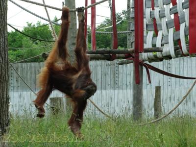 Orang-outang - 2013