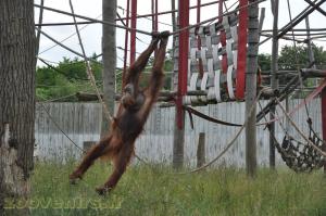 Orang-outang