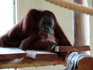 Orang-outang