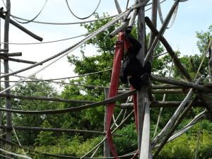 Siamang