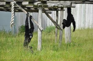 Siamang