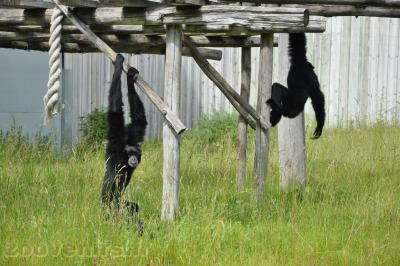 Siamang - 2013