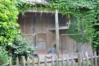 Vautour palmiste - 2013