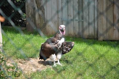 Vautour oricou - 2013