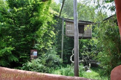 Aigle impérial - 2013