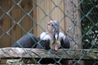 Condor des Andes - 2013