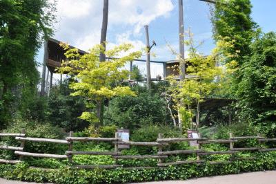 Vautour fauve - 2013