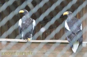 Aigle de Steller