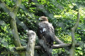 Aigle des verreaux