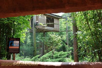 Aigle des steppes - 2013