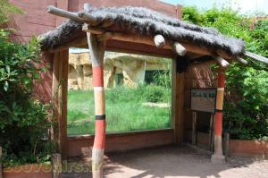 Gorille de l'Ouest