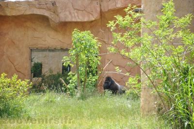 Gorille de l'Ouest - 2013