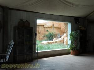 Gorille de l'Ouest