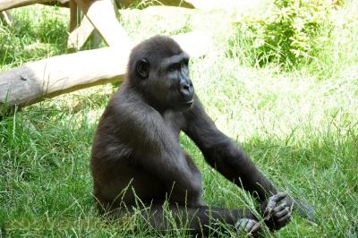 Gorille de l'Ouest - 2013