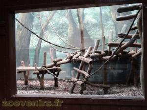 Gorille de l'Ouest