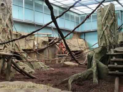 Gorille de l'Ouest - 2013