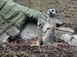 Suricate