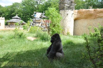 Gorille de l'Ouest - 2013
