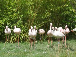 Flamant nain
