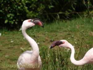 Flamant nain